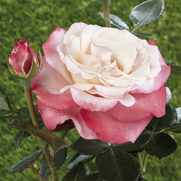 Bedding rose