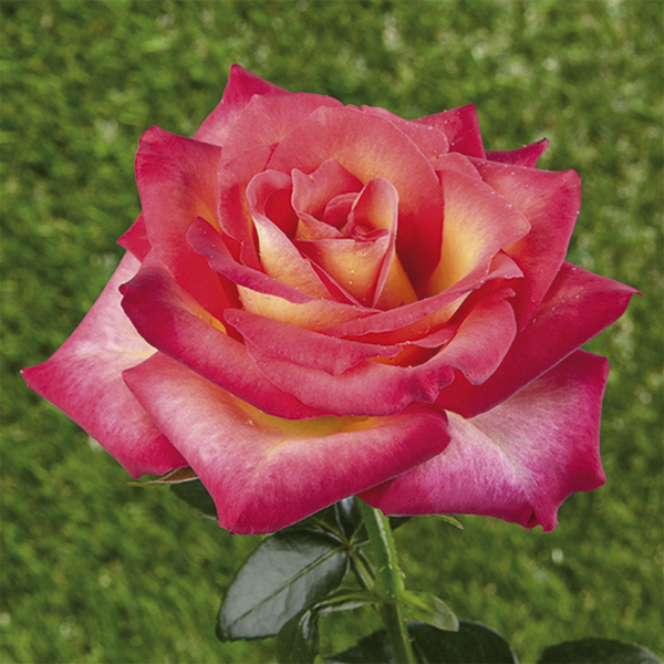 Miniature – dwarf rose
