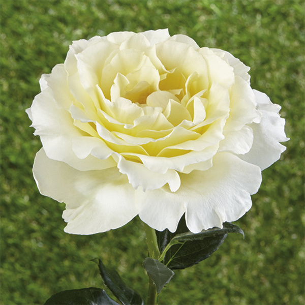 Groundcover Rose